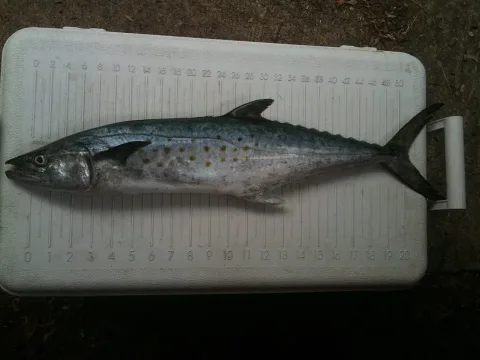 Serra spanish mackerel — Russ Pangratz - Tallahassee, FL. / Wikimedia Commons / Public domain