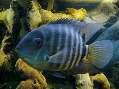 Severum — moi même / Wikimedia Commons / CC BY 2.5