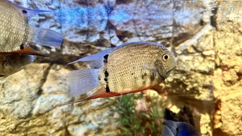 Severum — Vyacheslav Bukharov / Wikimedia Commons / CC BY-SA 4.0