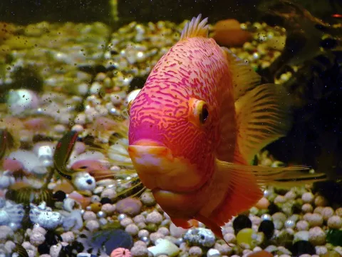 Severum — lienyuan lee / Wikimedia Commons / CC BY 3.0