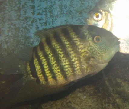 Severum — Ltshears - Trisha M Shears / Wikimedia Commons / Public domain