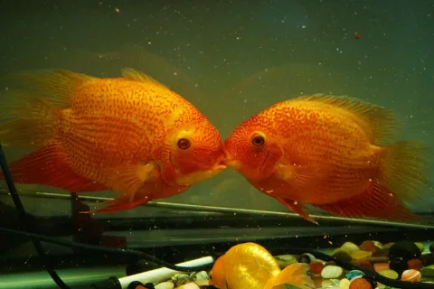 Severum — lienyuan lee / Wikimedia Commons / CC BY 3.0