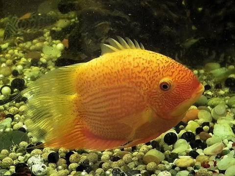 Severum — lienyuan lee / Wikimedia Commons / CC BY 3.0