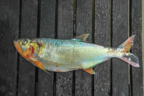Shad — Whaldener Endo / Wikimedia Commons / CC0
