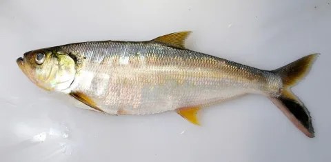 Shad — Clinton &amp; Charles Robertson / Wikimedia Commons / CC BY 2.0