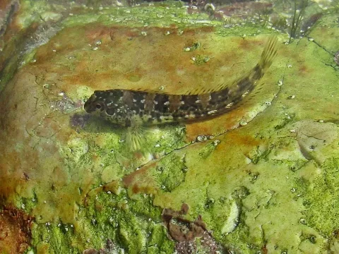 Shanny — This image is created by user B. Schoenmakers at Observation.org, a global biodiversity recording project. / Wikimedia Commons / CC BY 3.0
