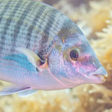 Sharpsnout seabream — Diego Delso / Wikimedia Commons / CC BY-SA 4.0