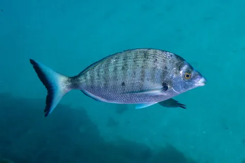 Sharpsnout seabream — Diego Delso / Wikimedia Commons / CC BY-SA 4.0