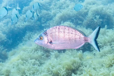 Sharpsnout seabream — Diego Delso / Wikimedia Commons / CC BY-SA 4.0