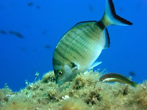 Sharpsnout seabream — Anders Finn Jørgensen / Wikimedia Commons / CC BY-SA 2.0