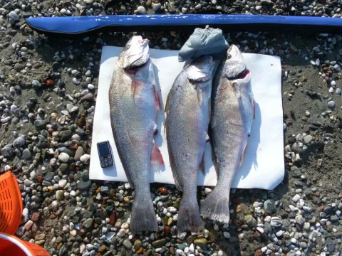 Shi drum — Assistant Professor Dr. Yakup ERDEM, Sinop Univ. Fisheries Faculty / Wikimedia Commons / CC BY 3.0