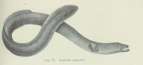 Short-finned eel — Edgar Ravenswood Waite / Wikimedia Commons / Public domain