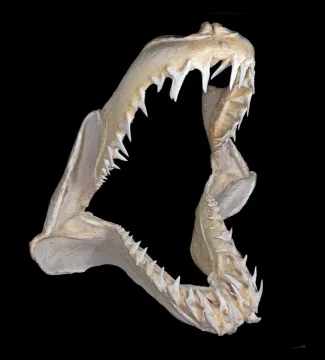 Shortfin mako — Didier Descouens / Wikimedia Commons / CC BY-SA 4.0