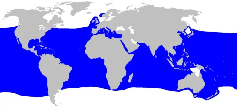 Shortfin mako — Canadaolympic989 / Chris_huh / Wikimedia Commons / CC BY-SA 3.0