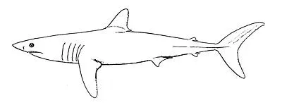 Shortfin mako — Wikimedia Commons / Public domain