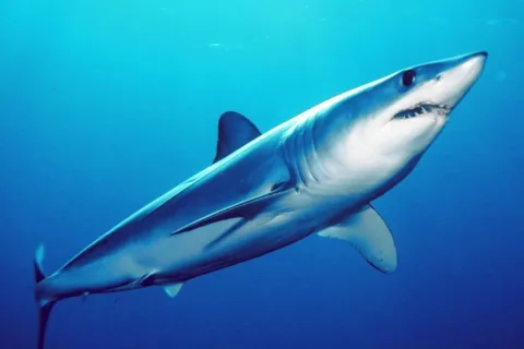 Shortfin mako — Mark Conlin, SWFSC Large Pelagics Program / Wikimedia Commons / Public domain