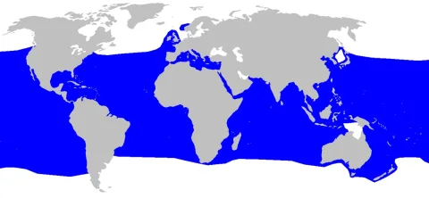 Shortfin mako — Chris_huh / Wikimedia Commons / CC BY-SA 3.0