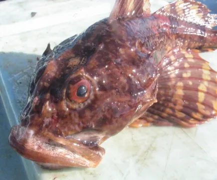 Shorthorn sculpin — No machine-readable author provided. Matthieu Godbout assumed (based on copyright claims). / Wikimedia Commons / CC BY-SA 3.0