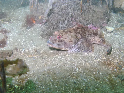 Shorthorn sculpin — USEPA Environmental-Protection-Agency / Wikimedia Commons / Public domain