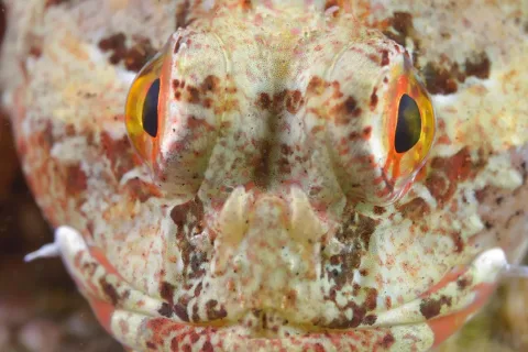 Shorthorn sculpin — Olivier Dugornay / Wikimedia Commons / CC BY 4.0