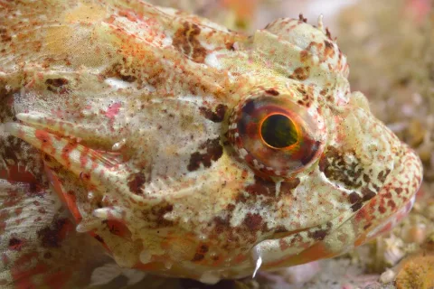 Shorthorn sculpin — Olivier Dugornay / Wikimedia Commons / CC BY 4.0