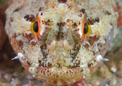 Shorthorn sculpin — Olivier Dugornay / Wikimedia Commons / CC BY 4.0