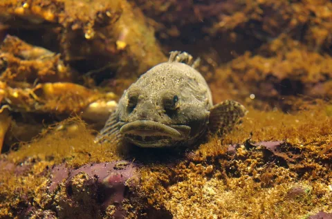 Shorthorn sculpin — TinoStrauss / Wikimedia Commons / CC BY-SA 3.0