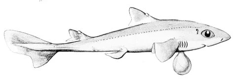 Shortnose spurdog — Edgar R. Waite / Wikimedia Commons / Public domain