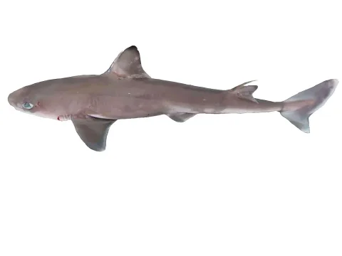 Shortnose spurdog — Hugues Evano (IFREMER, Délégation océan Indien (DOI), Département Ressources Biologiques et Environnement (RBE), F-97420 / Wikimedia Commons / CC BY 4.0