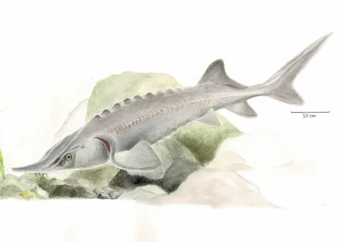 Siberian sturgeon — Viviana ordenes ortiz / Wikimedia Commons / CC BY-SA 4.0