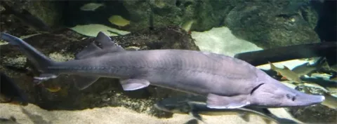 Siberian sturgeon — This illustration was made by Citron
You must credit this : Citron / CC-BY-SA-3.0 / Wikimedia Commons / CC BY-SA 3.0