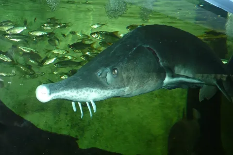 Siberian sturgeon — Haplochromis / Wikimedia Commons / CC BY-SA 3.0