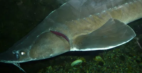 Siberian sturgeon — Haplochromis / Wikimedia Commons / CC BY-SA 3.0