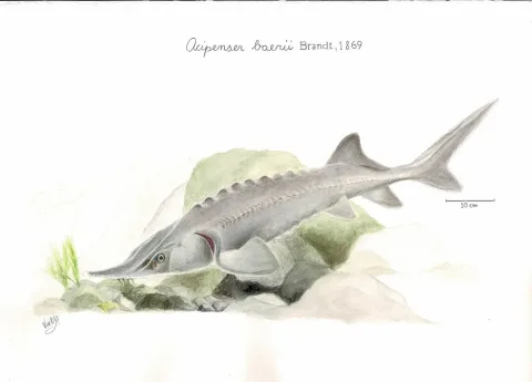 Siberian sturgeon — Viviana ordenes ortiz / Wikimedia Commons / CC BY-SA 4.0