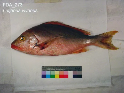 Silk snapper — The U.S. Food and Drug Administration / Wikimedia Commons / Public domain