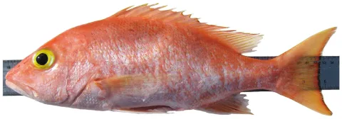 Silk snapper — Williams, J. T.; Carpenter, K. E.; Van Tassell, J. L.; Hoetjes, P.; Toller, W.; Etnoyer, P.; Smith, M. / Wikimedia Commons / CC BY 2.5