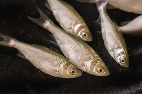 Silver carp — USFWS Mountain-Prairie / Wikimedia Commons / Public domain