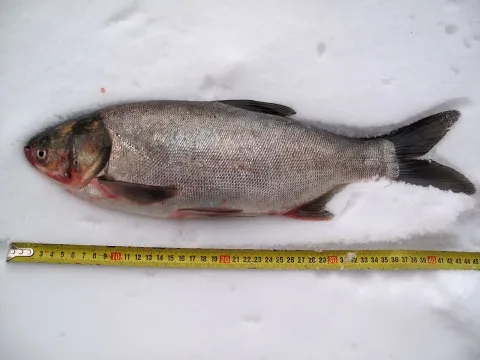 Silver carp — Dezidor / Wikimedia Commons / CC BY 3.0