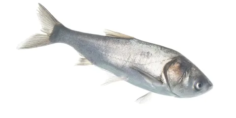 Silver carp — USFWS Mountain-Prairie / Wikimedia Commons / Public domain