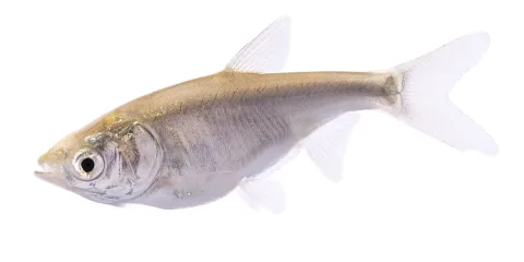 Silver carp — USFWS Mountain-Prairie / Wikimedia Commons / Public domain