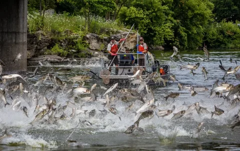 Silver carp — USFWS Fish and Aquatic Conservation  / Wikimedia Commons / Public domain