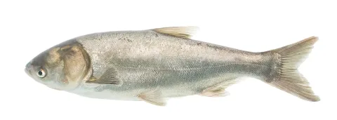 Silver carp — USFWS Mountain-Prairie / Wikimedia Commons / Public domain