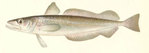 Silver hake — State of New York Forest, Fish, and Game Commission / Wikimedia Commons / Public domain