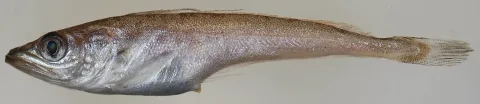 Silver hake — Smithsonian Environmental Research Center / Wikimedia Commons / CC BY 2.0