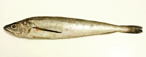 Silver hake — Foundling / Wikimedia Commons / CC BY 3.0