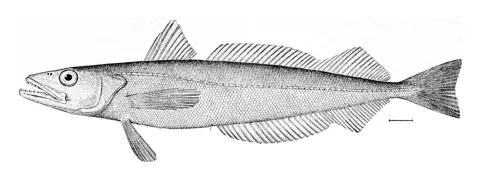Silver hake — Wikimedia Commons / Public domain