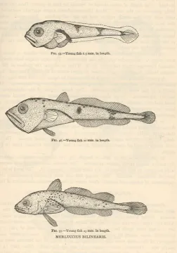 Silver hake — Albert Kuntz / Lewis Radcliffe / Wikimedia Commons / Public domain