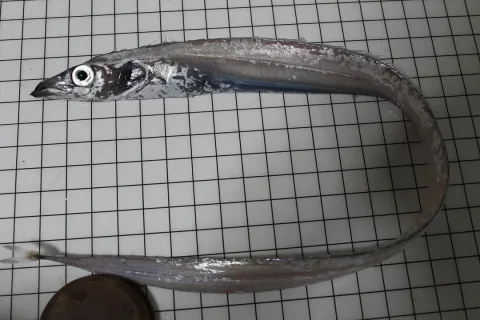 Silver scabbardfish — vtzanatos / Wikimedia Commons / CC BY-SA 4.0