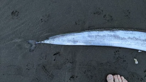 Silver scabbardfish — Wikimedia Commons / CC BY-SA 4.0