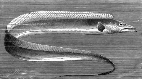 Silver scabbardfish — G.M. / Wikimedia Commons / Public domain